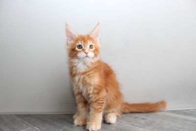 Bella